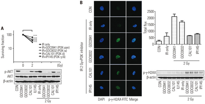 Selective Inhibition of PI3K Isoforms in Brain Tumors Suppresses Tumor ...