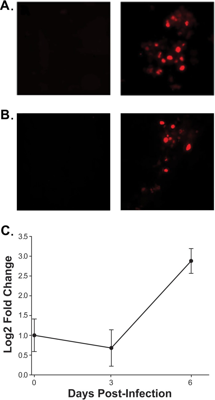 FIG 10