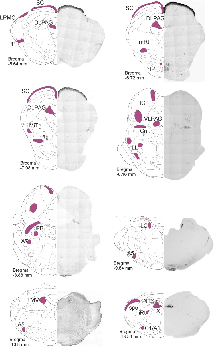 Fig. 1