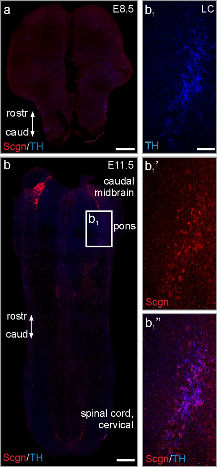 Fig. 2