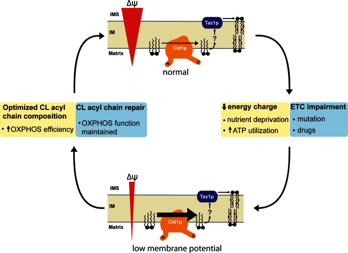 FIGURE 9: