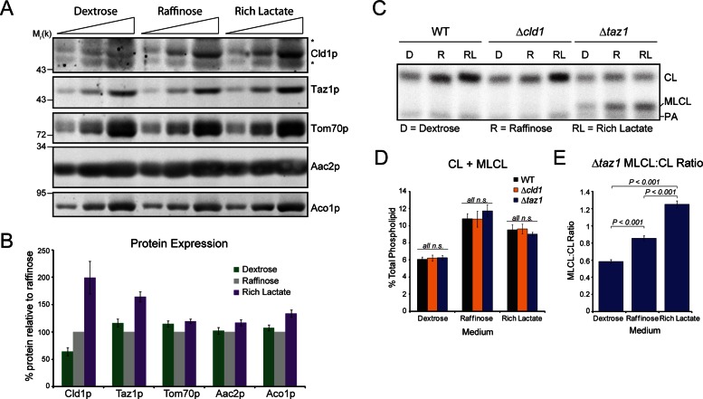 FIGURE 6: