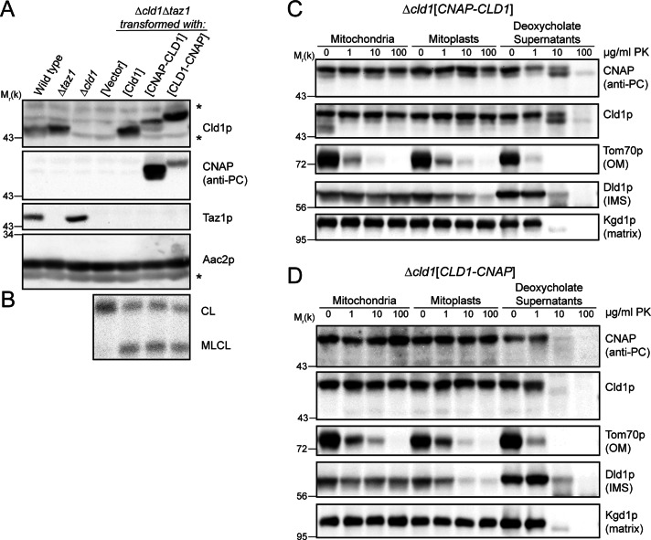 FIGURE 2: