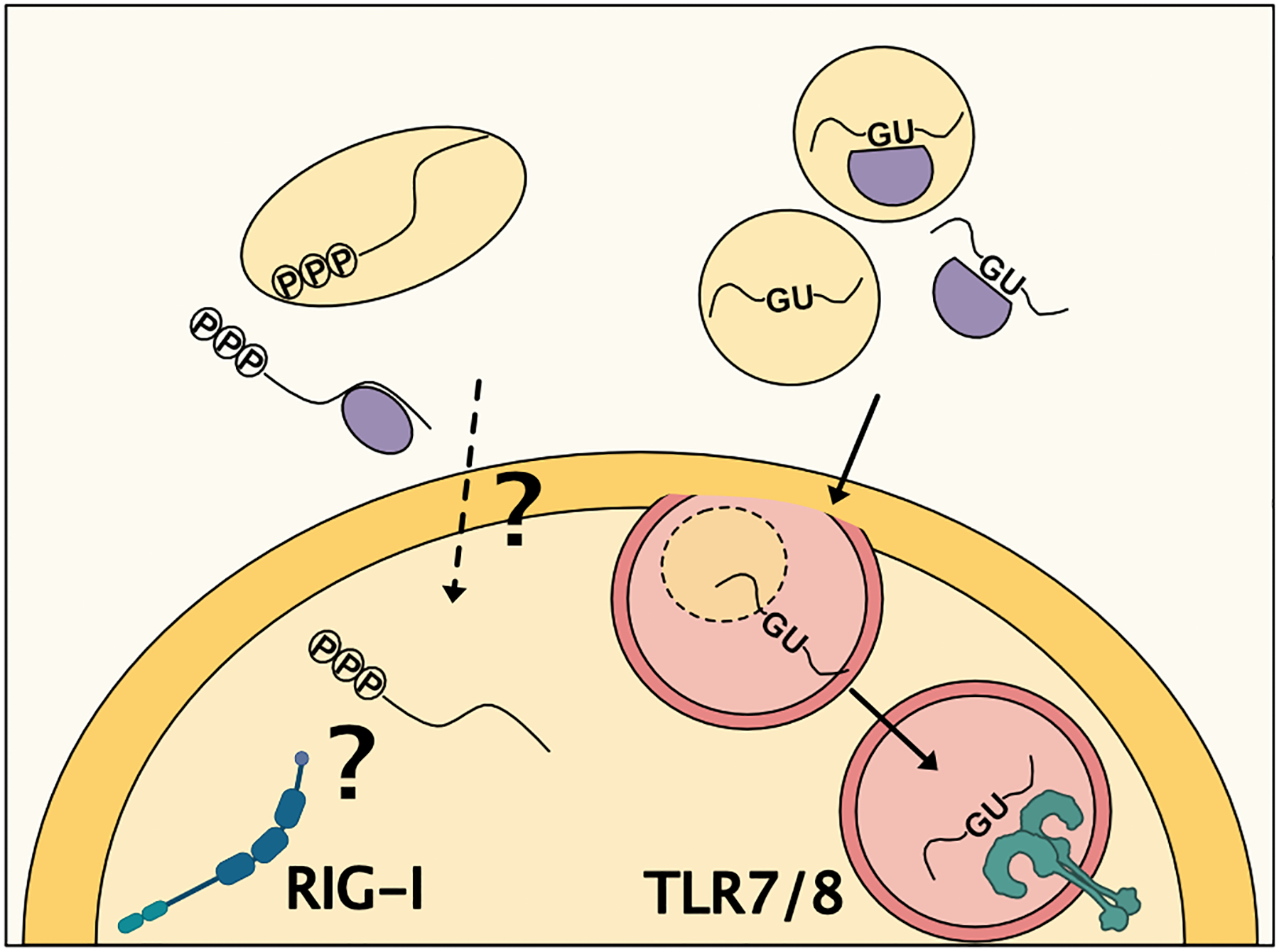 Figure 6: