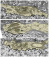 Figure 18