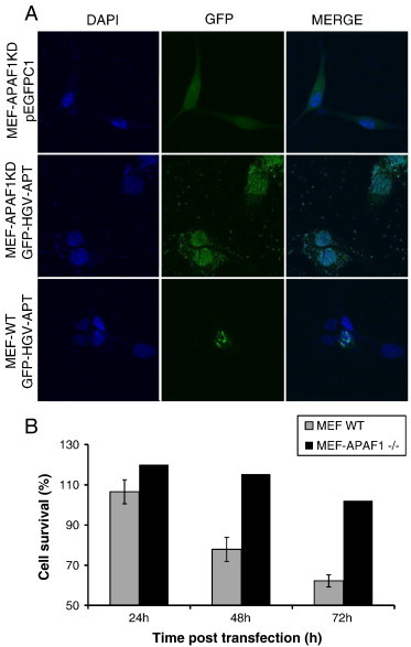 Figure 4