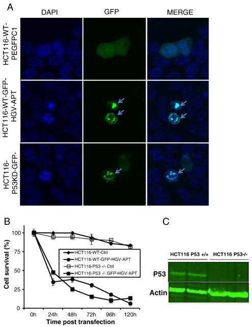 Figure 7