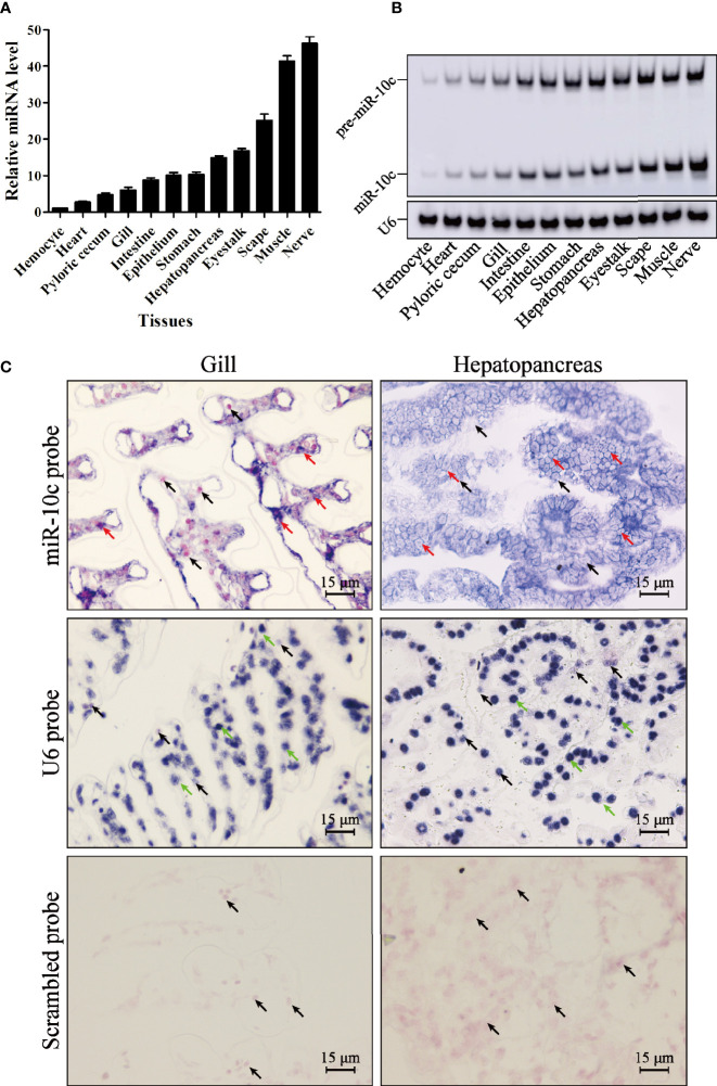 Figure 2