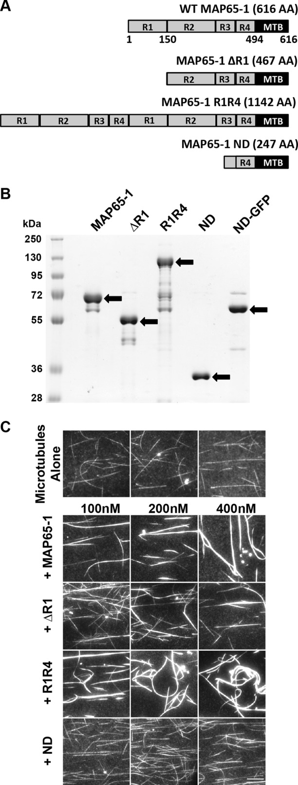 FIGURE 3: