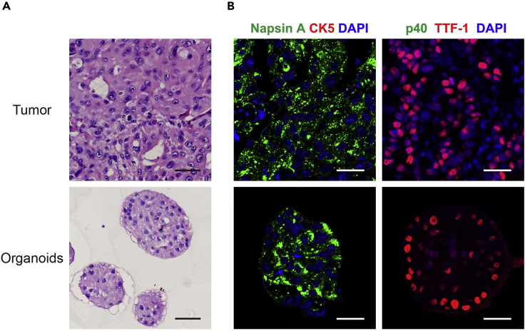 Figure 4