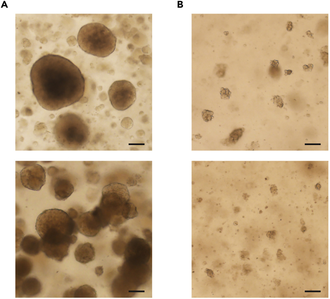 Figure 2