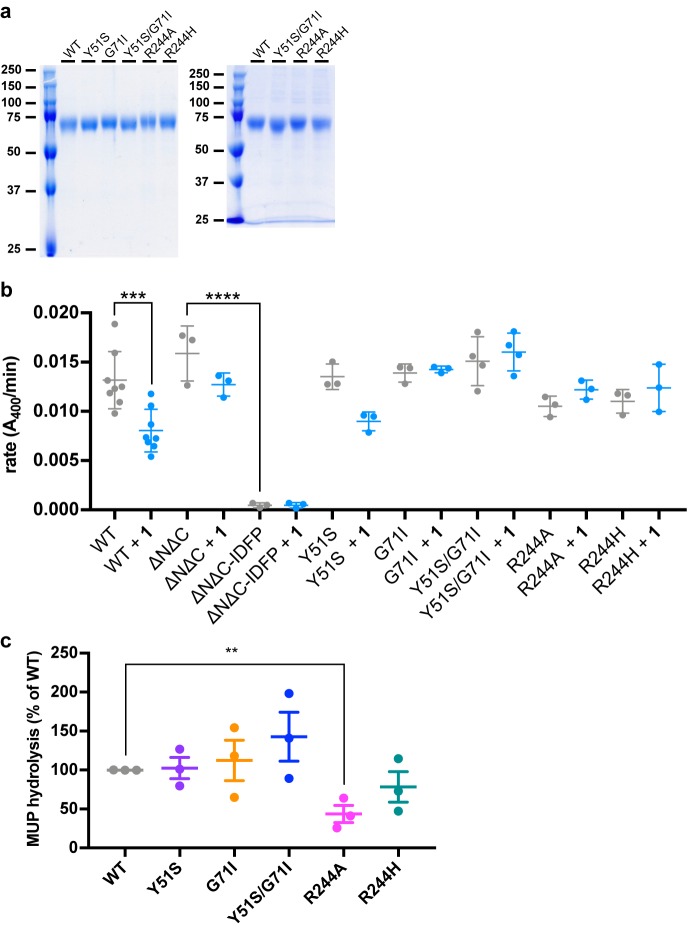 Figure 4—figure supplement 1.