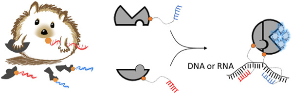 graphic file with name nihpp-2023.12.19.572427v1-f0001.jpg