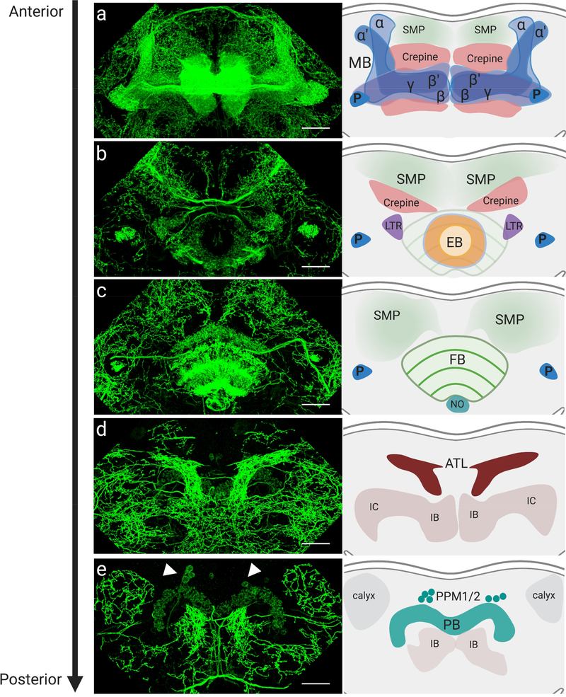 Fig. 6