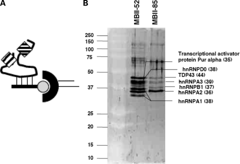 Figure 5.