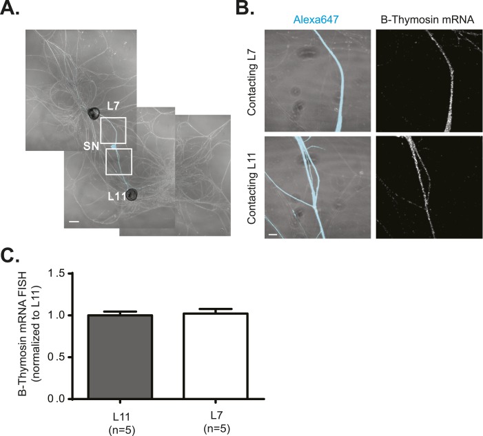 Figure 2—figure supplement 2.