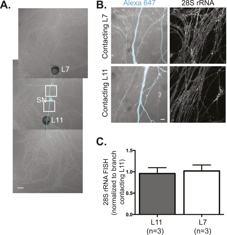 Figure 1—figure supplement 1.