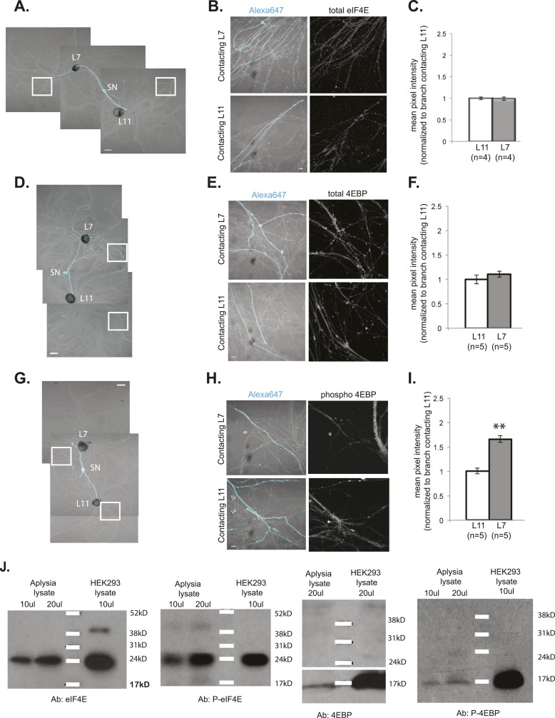 Figure 5—figure supplement 1.