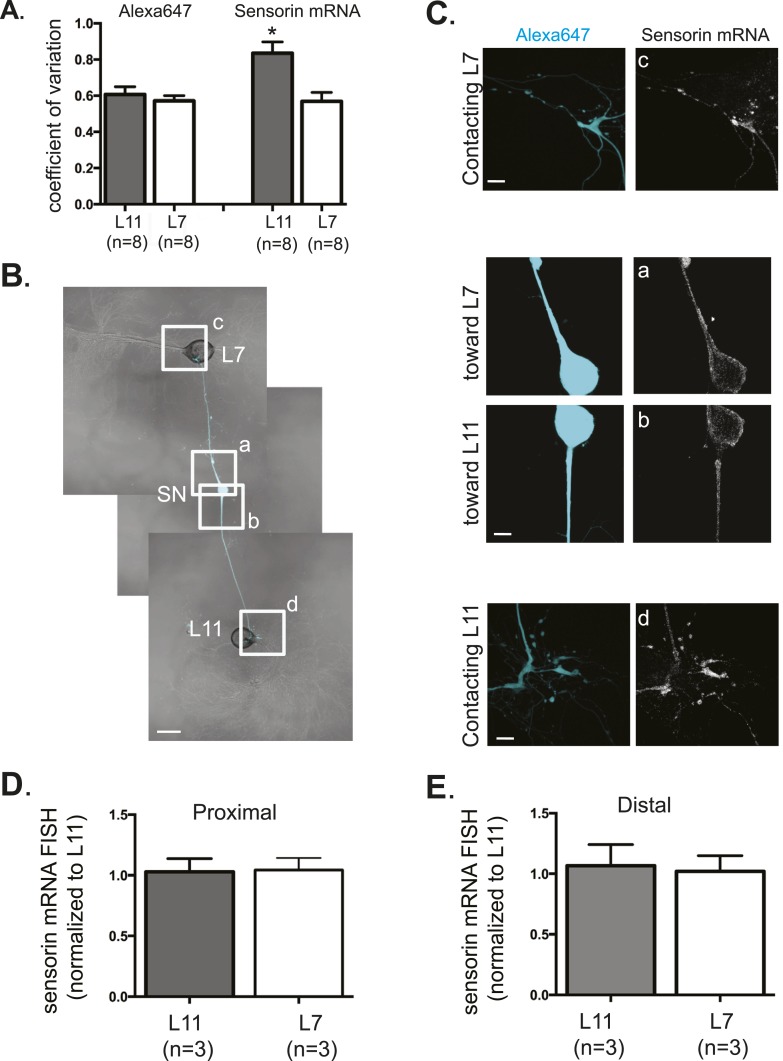 Figure 2—figure supplement 1.