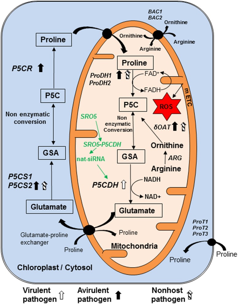 FIGURE 1