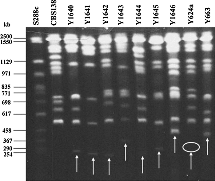 Fig. 4