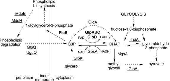 FIG. 4.