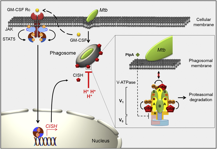 Figure 6