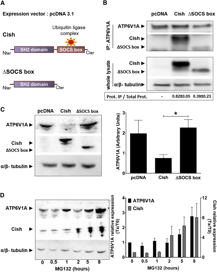 Figure 4