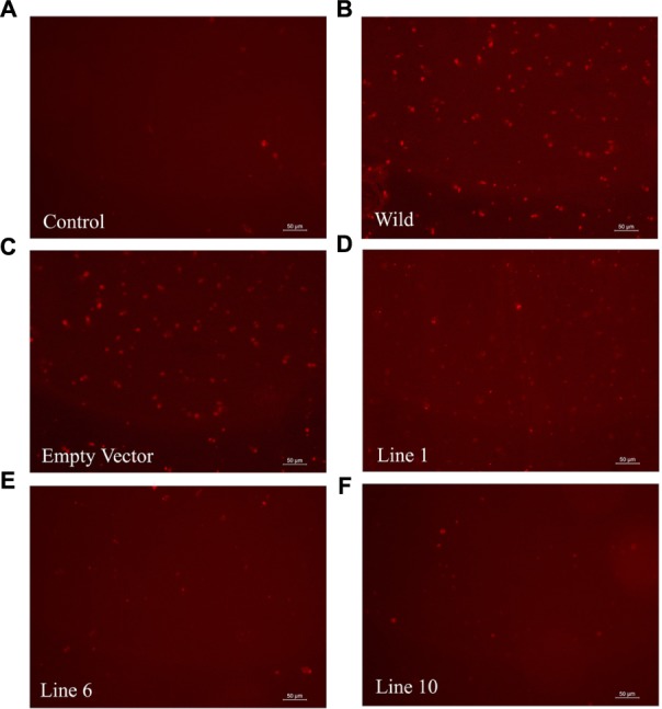 FIGURE 10