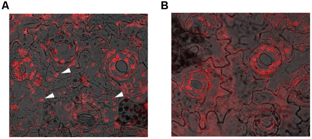 FIGURE 11