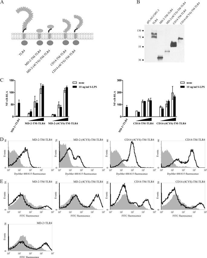 FIGURE 1.