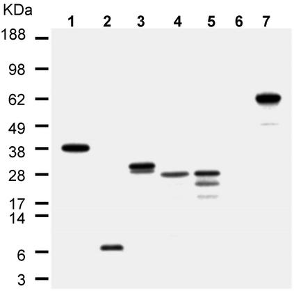 Fig. 3.