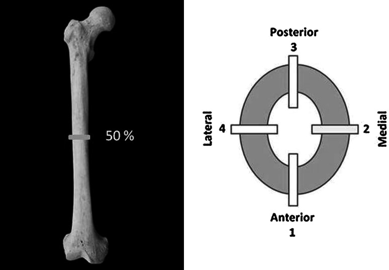 Fig. 2