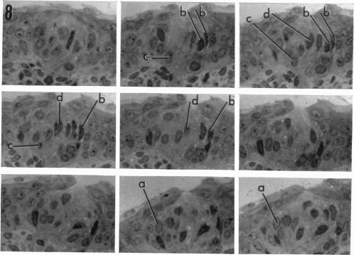 Fig. 8