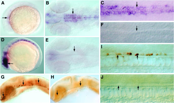 Figure 12.—