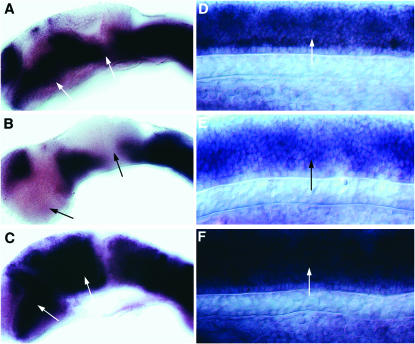 Figure 7.—