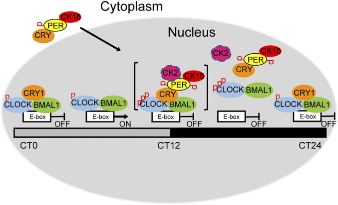 Fig. 7.