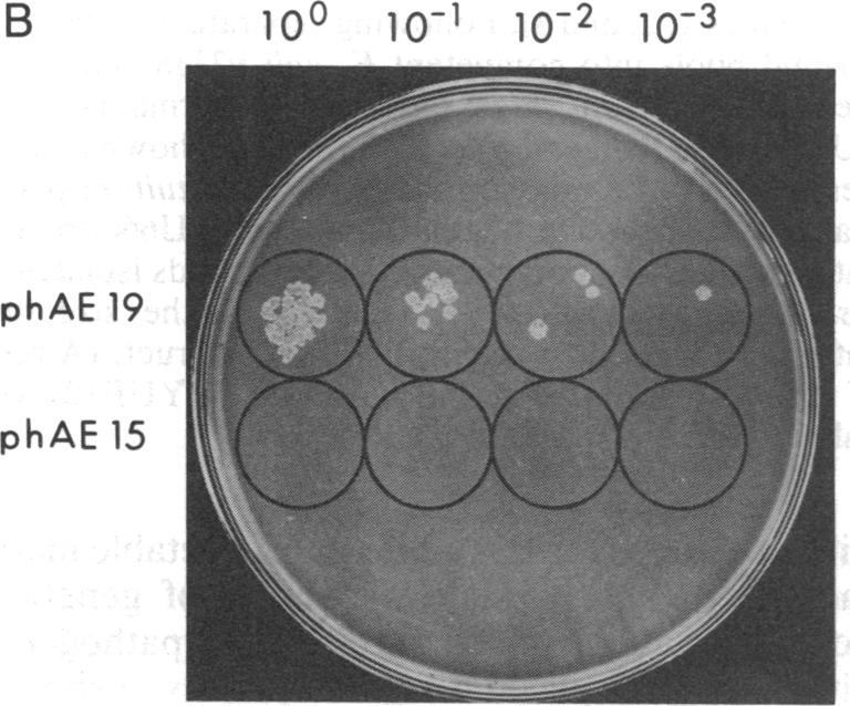 graphic file with name pnas00297-0421-a.jpg