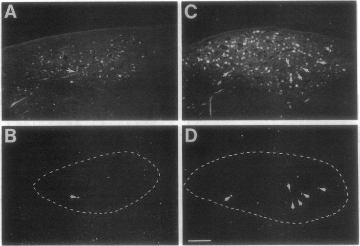 graphic file with name pnas01139-0034-a.jpg