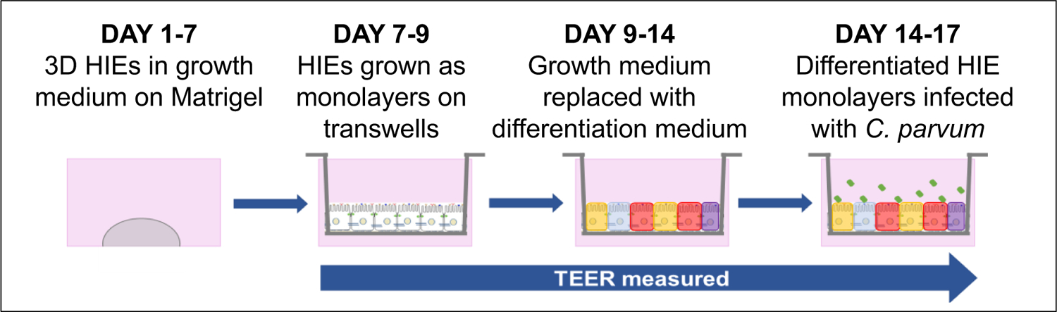 Figure 2: