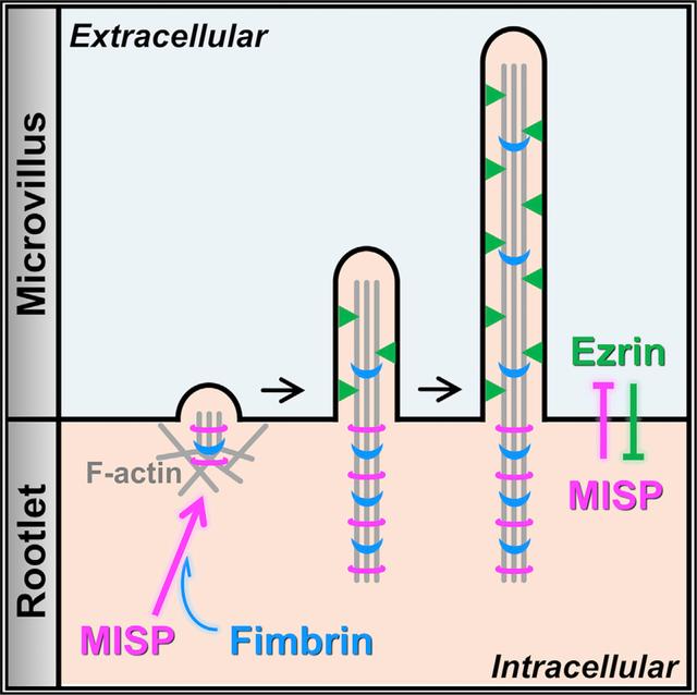 graphic file with name nihms-1799982-f0001.jpg