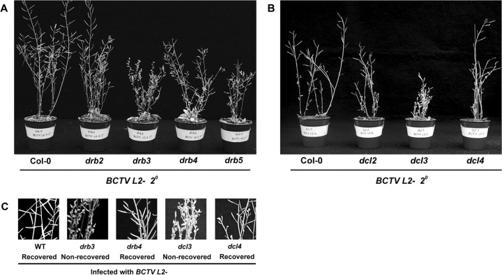 FIG 2