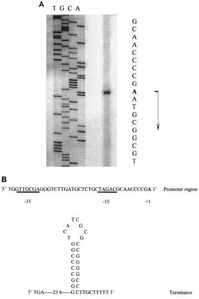 FIG. 1