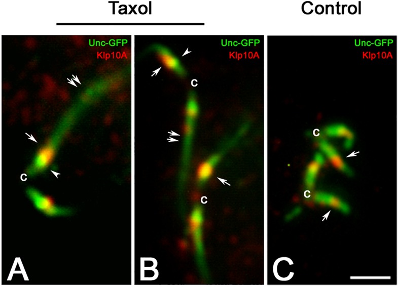 FIGURE 4