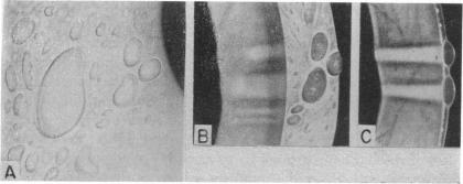 FIGURE 29.