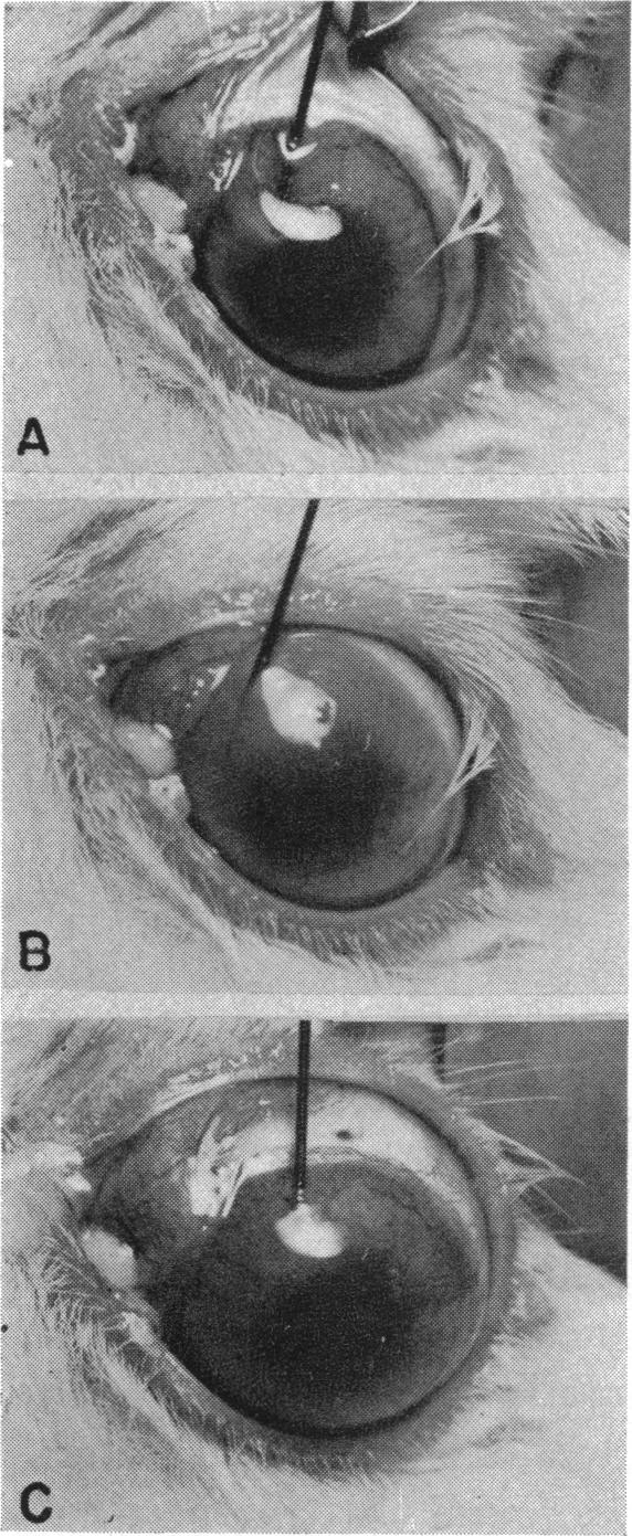 FIGURE 14.