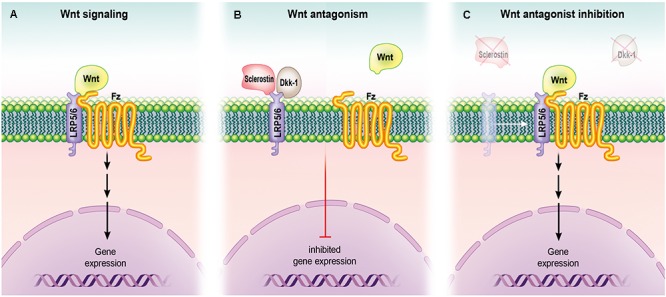 FIGURE 3