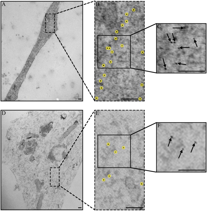 Fig 5