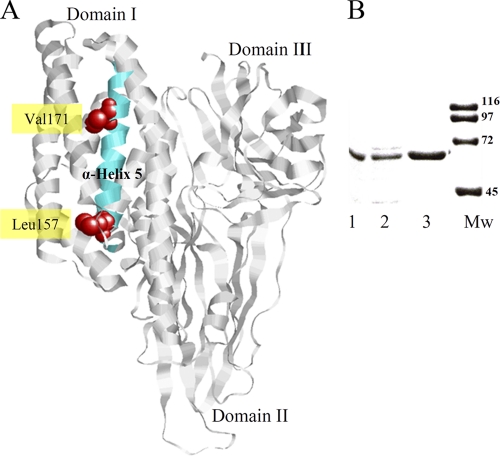 FIG. 1.