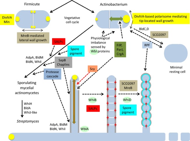 Fig. 10